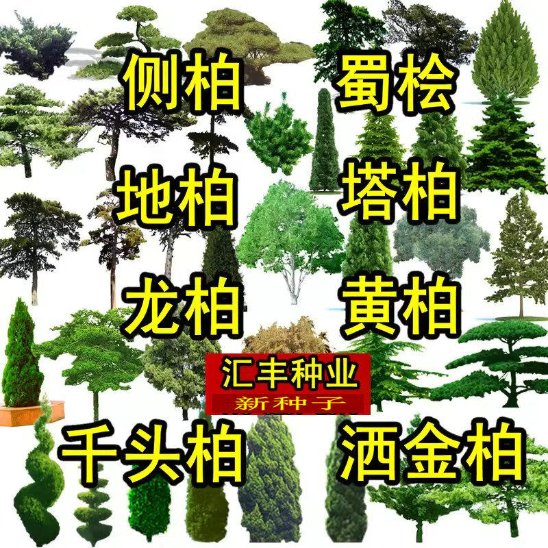 扁柏塔柏桧柏侧柏种子 蜀桧柏树籽嫁接龙柏地柏千头柏洒金柏种子