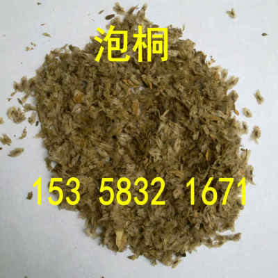 树苗河南种子泡桐