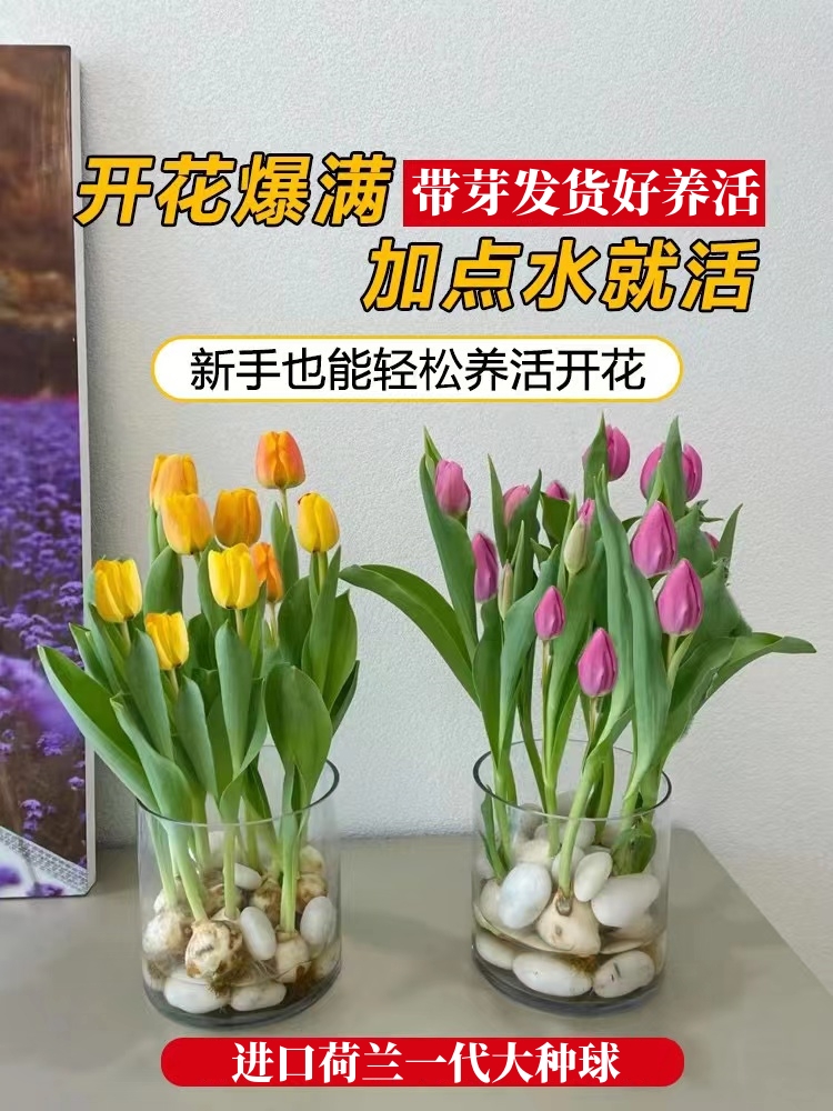 郁金香种球花种子水培盆栽荷兰进口重瓣四季花草好活阳台花卉种籽