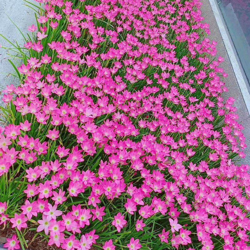多年生葱兰风雨兰韭兰苗四季花卉植物耐荫耐旱四季种耐寒球根花卉