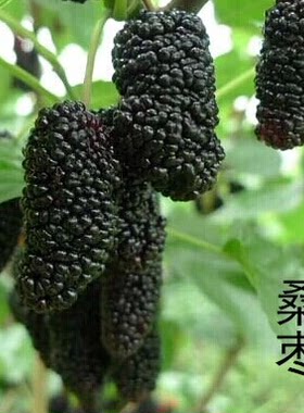 新采桑树种子果桑桑葚种子桑枣树种子桑枣树种子家桑
