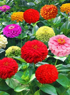 百日草步步登高花种子四季播种庭院易活盆栽植物花卉百日菊花种籽