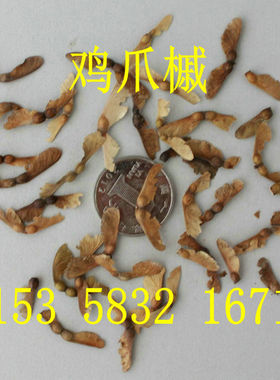 鸡爪枫，槭树 鸡爪槭种子 树种子 小叶鸡爪槭 大叶鸡爪槭