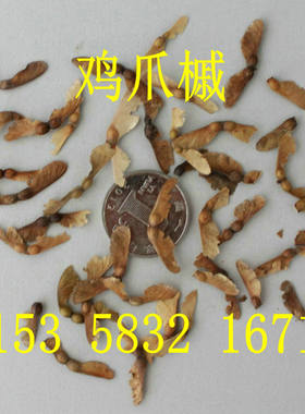 鸡爪枫，槭树 鸡爪槭种子 树种子 小叶鸡爪槭 大叶鸡爪槭