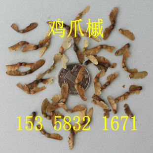 鸡爪枫，槭树 鸡爪槭种子 树种子 小叶鸡爪槭 大叶鸡爪槭