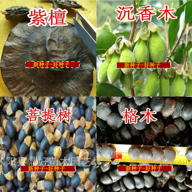 小叶紫檀种子盆栽印度檀香紫檀白檀海南沉香木菩提树格木种子