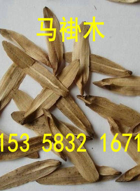 新采马褂木种子 双飘树种子 鹅掌楸种子 道路风景树种