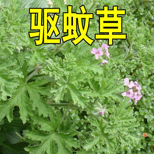 驱蚊草花种籽子庭院室外除虫菊四季播种花草艾草罗勒薄荷花种籽孑