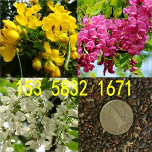 速生国槐刺槐种子洋槐黄红花槐紫穗槐嫁接香花槐黄金槐龙爪槐