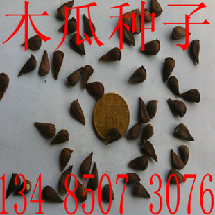 光皮水果木瓜树种皱皮番木瓜红心黄心嫁接木瓜种子