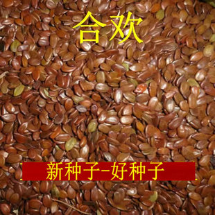 合欢种子红花合欢树种子金合欢银合欢种子马缨花夜合欢绒花树种籽