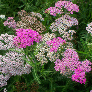 蓍草种子花种籽子锯草花种子耐寒花卉秋播植物景观园林花草籽