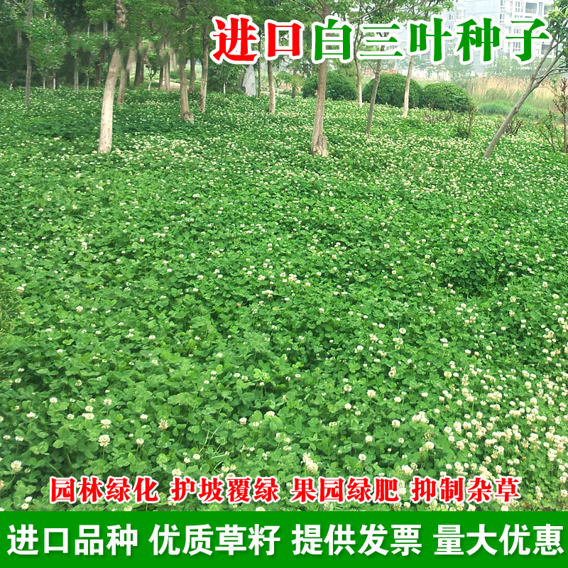 白三叶草种子红三叶草种子 车轴草籽四季青草坪牧草种子绿肥