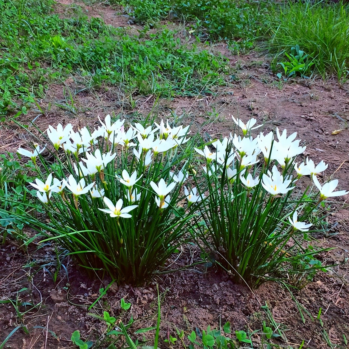 喜耐阴荫花卉葱兰花苗四季植物庭院耐寒绿化草花多年生风雨兰种球