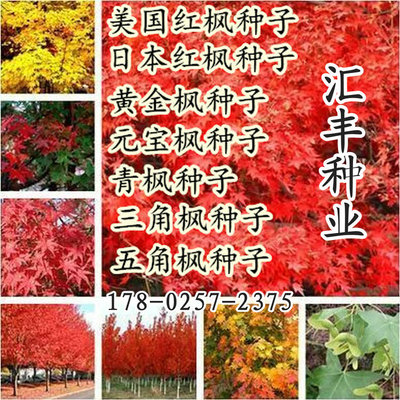种子鸡爪槭嫁接耐寒五角枫