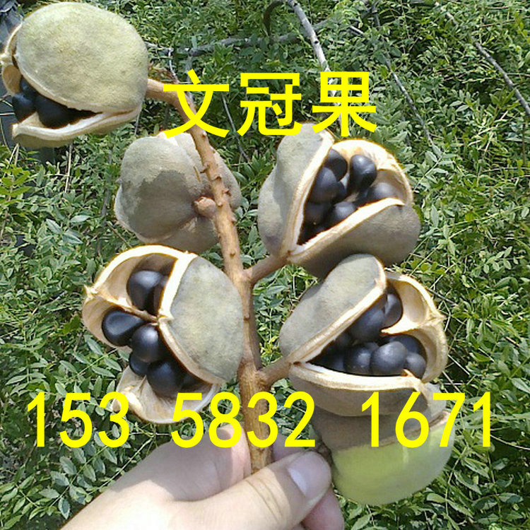 北方耐寒收文冠果种子绿化树苗