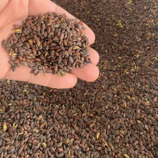 厚皮黄柏种子黄檗元柏檗木川黄柏皮种籽南方川黄柏树种子黄菠萝籽