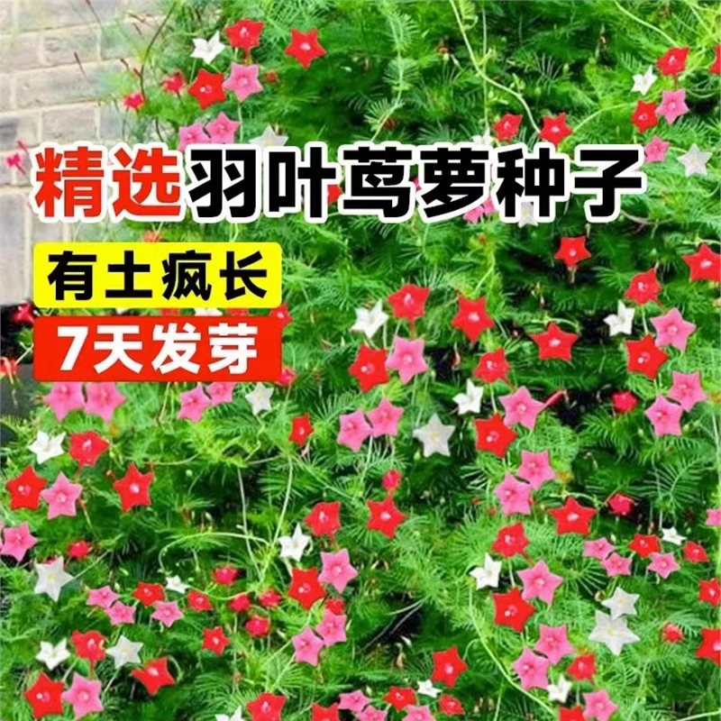 羽叶茑萝花种子庭院爬藤植物五角星花爬墙花阳台易活盆栽花卉种籽