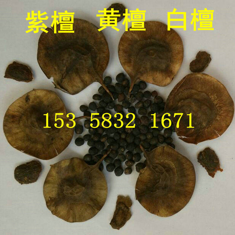 黄花梨种子 印度小叶紫檀 白檀香 小叶金丝楠木 沉香 菩提树种