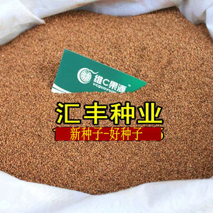 猕猴桃种子猕猴桃果树 嫁接红心猕猴桃 徐香楚红黄心猕猴桃奇异果