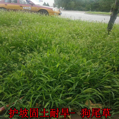 狗尾巴草种子野杂籽耐旱绿