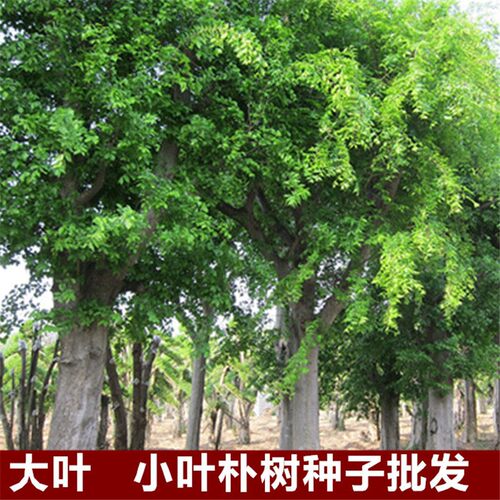 新采朴树种子珊瑚绿化苗木红皮