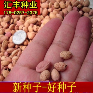 日本樱花种子红叶樱花树种早晚樱嫁接山樱桃马哈利大青叶种子