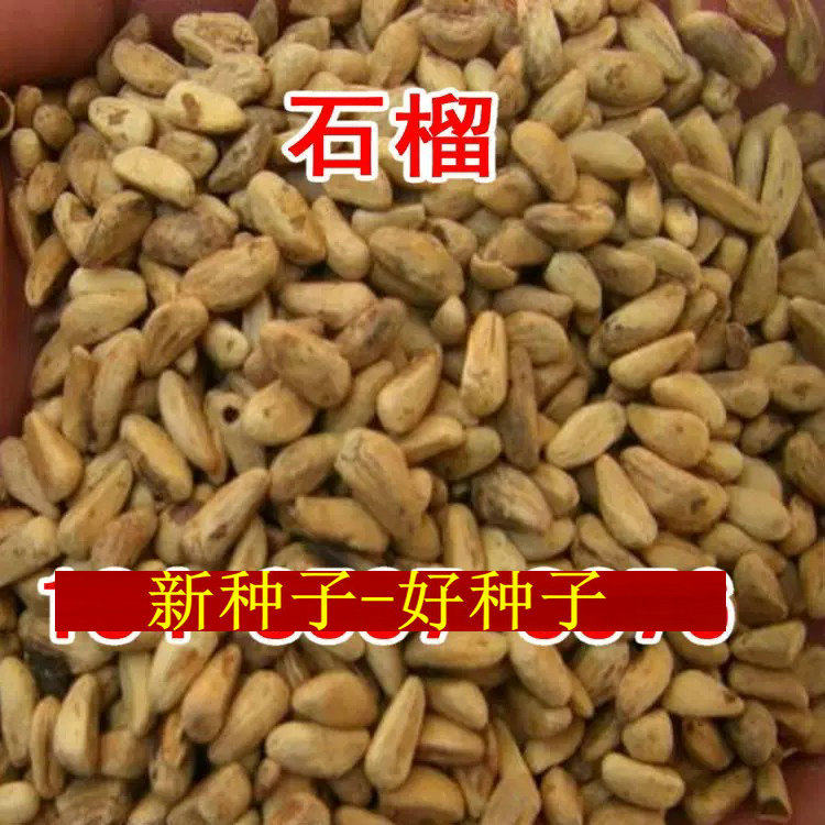 石榴树种子 石榴果种子 花石榴 果石榴 石榴种子