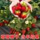 丹东草莓种籽子盆栽植物室内外易活水果四季 种植绿植花卉花种籽子