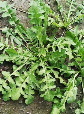 野生荠菜阳台马齿苋蒲公英种子