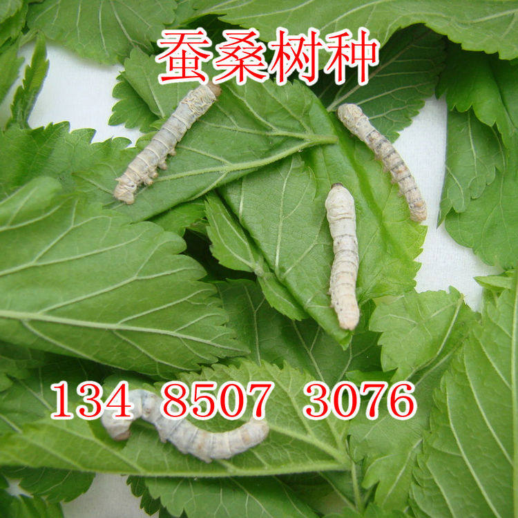 草桑种子嫁接大叶桑树桑树种子农桑果桑强桑养蚕桑树种子