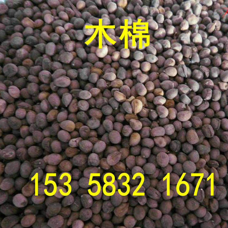 木棉种子木棉花木棉树种子大腹木棉种子 美丽异木棉花攀枝花籽