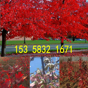 国产红枫种子五角枫籽美国红枫嫁接日本红枫红舞姬钻木鸡爪槭种子