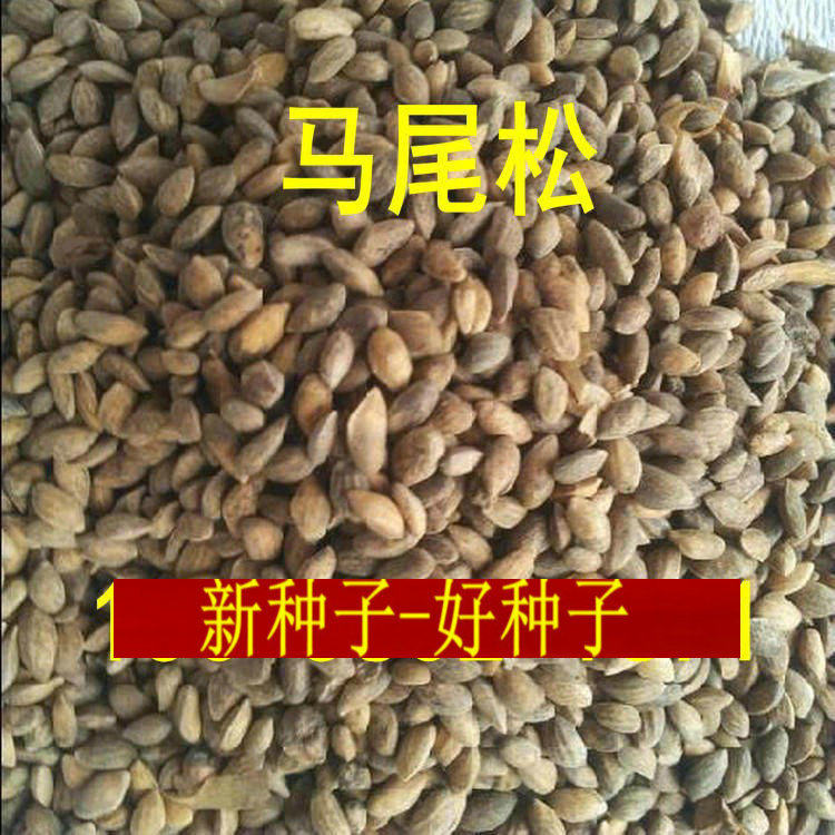 新采马尾松种子松树种籽马尾松籽小树苗松仁子种子高大松树种子