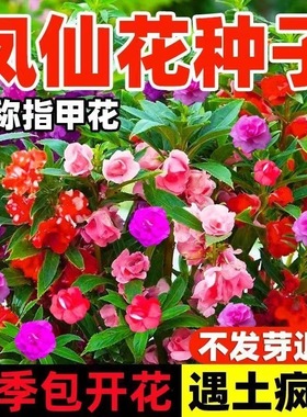 重瓣凤仙花种子四季播种花草阳台盆栽庭院室内外花卉指甲花种籽孑