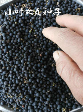 小叶女贞种子盆景树种篱笆栅栏围墙植物冬青黄杨石楠大叶女贞树籽