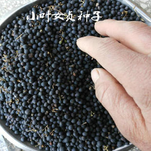 小叶女贞种子盆景树种篱笆栅栏围墙植物冬青黄杨石楠大叶女贞树籽