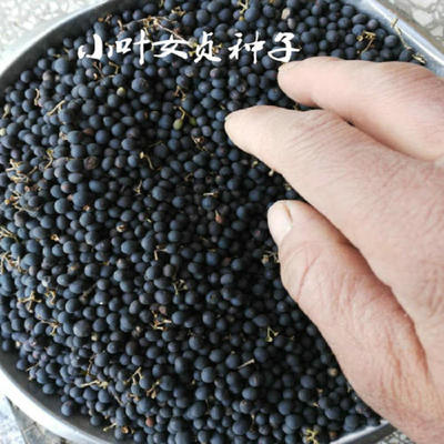 绿化女贞小树苗叶种子造型盆