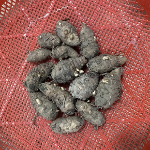 正宗广西莪术广术蓬莪术温郁金青姜种苗药用赏花阳台庭园易种姜头