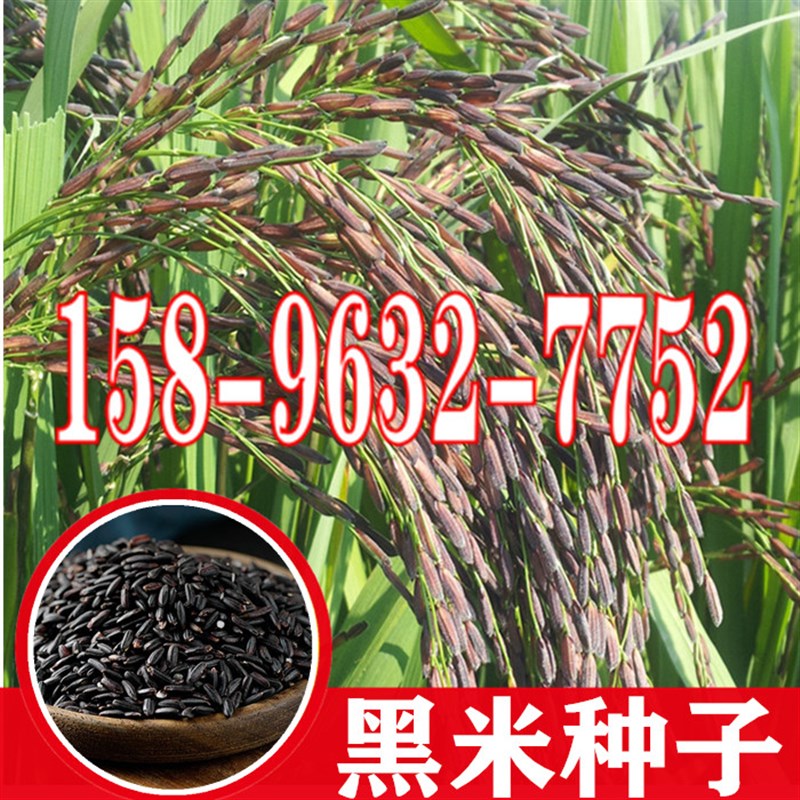 水稻种子黑米黑稻谷洋县香米种籽自留种散装高产无染x