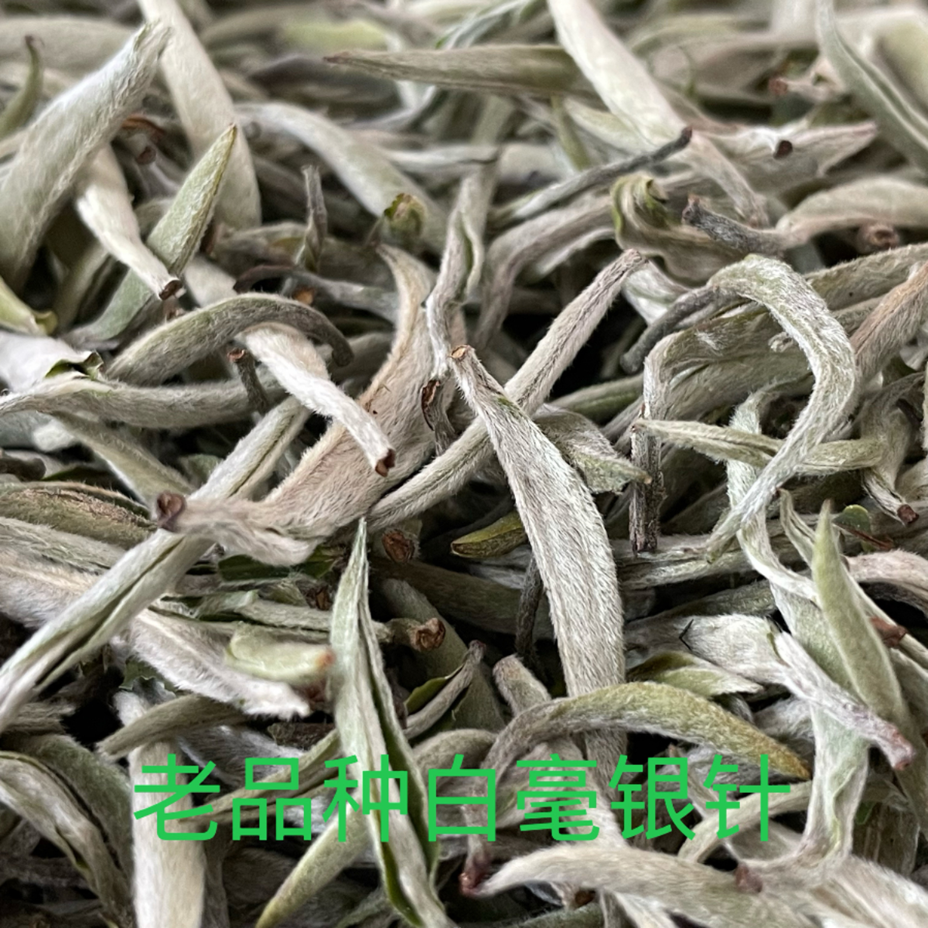 古树上采下来的银针云南老品种 白毫银针毫香花香可长期存储散装