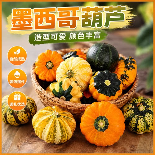 墨西哥七彩葫芦手捻小葫芦异形观赏小南瓜墨西哥葫芦摆件挂件装饰