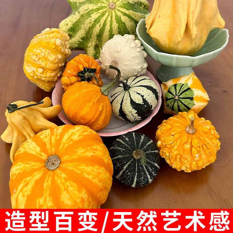 墨西哥七彩葫芦摆件手捻小葫芦异形观赏小南瓜墨西哥葫芦挂件装饰