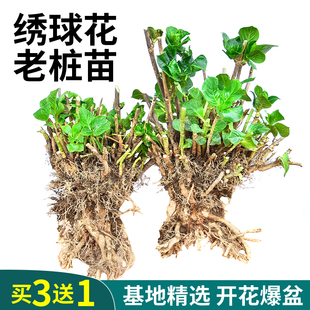 无尽夏绣球花盆栽大苗18年老桩花卉植物室内庭院大花绣球买三送一