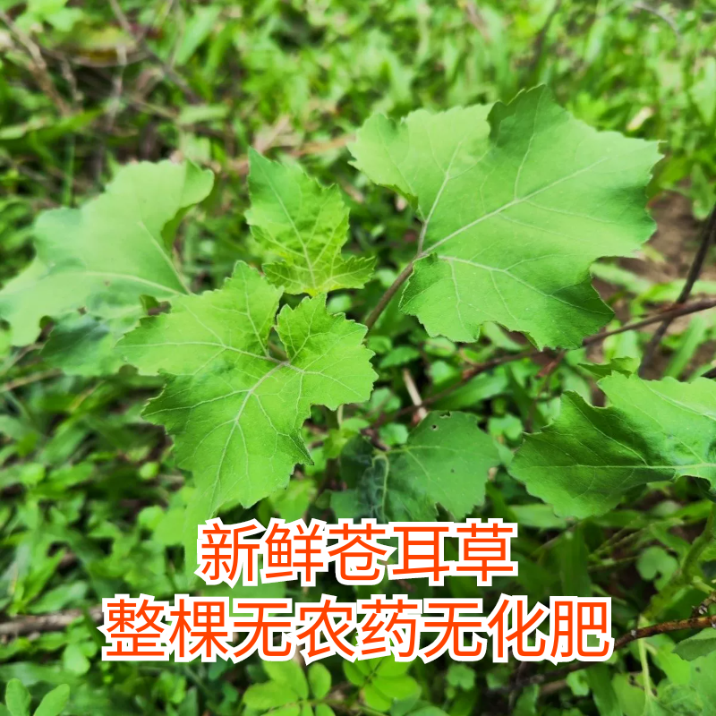 福建草药新鲜苍耳大叶蛇泡叶子草毛苍子胡仓子刺泡儿泡澡刺头毛苍