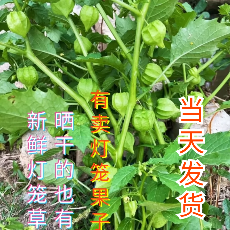 新鲜晒干灯笼草灯笼果打卜草