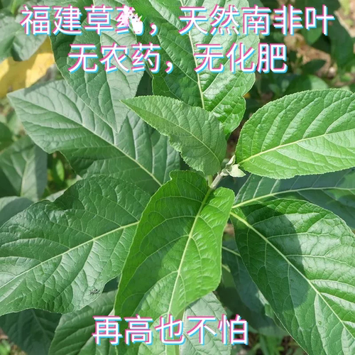 福建南非叶子农家新鲜采摘将军叶大苦叶南非叶干降茶马来西亚苦茶