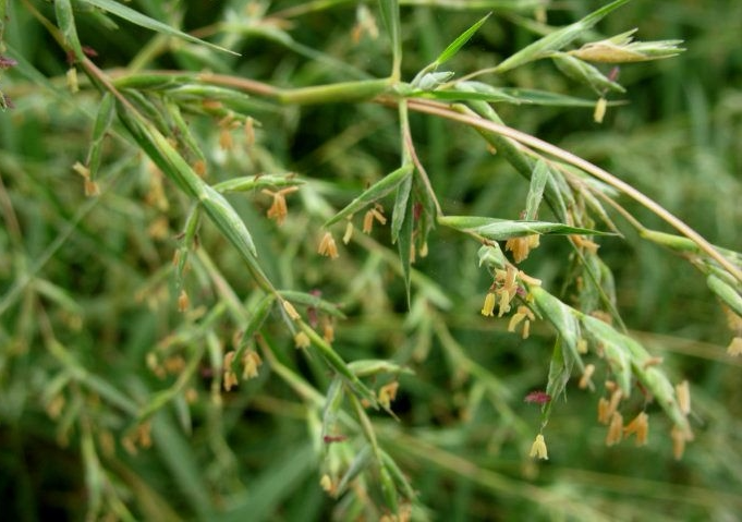 福建草头水蔗草竹子草蛇草丝线草