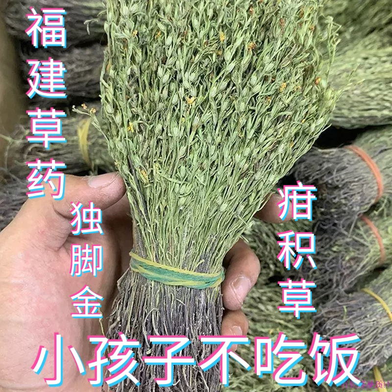 福建草药矮脚独脚金草疳积草小儿开胃汤短脚独角金煲汤饿蚂蝗消积