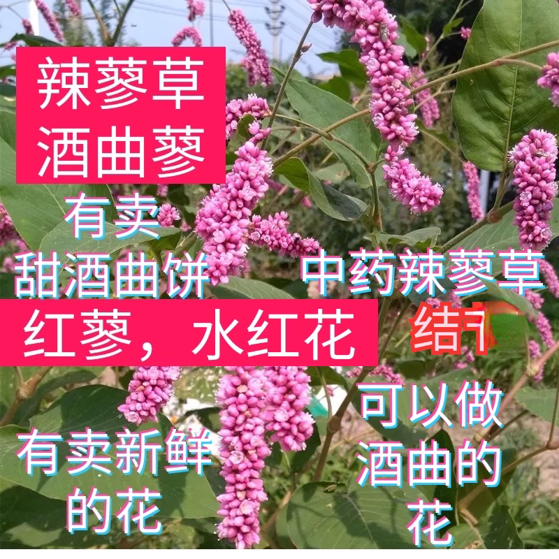 红辣蓼甜酒曲马辣花辣蓼草中药材辣椒草辣蓼花水红花酒曲药蓼子草